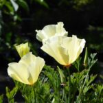 Eschscholzia californica - cream colored flowers - cream colored California poppy