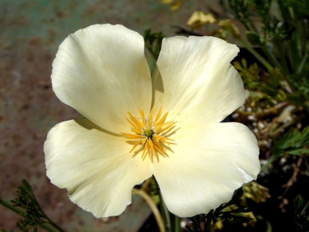 Eschscholzia californica - cream colored flowers - cream colored California poppy