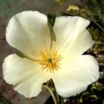 Eschscholzia californica - cream colored flowers - cream colored California poppy