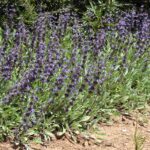 Salvia sonomensis - Sonoma sage