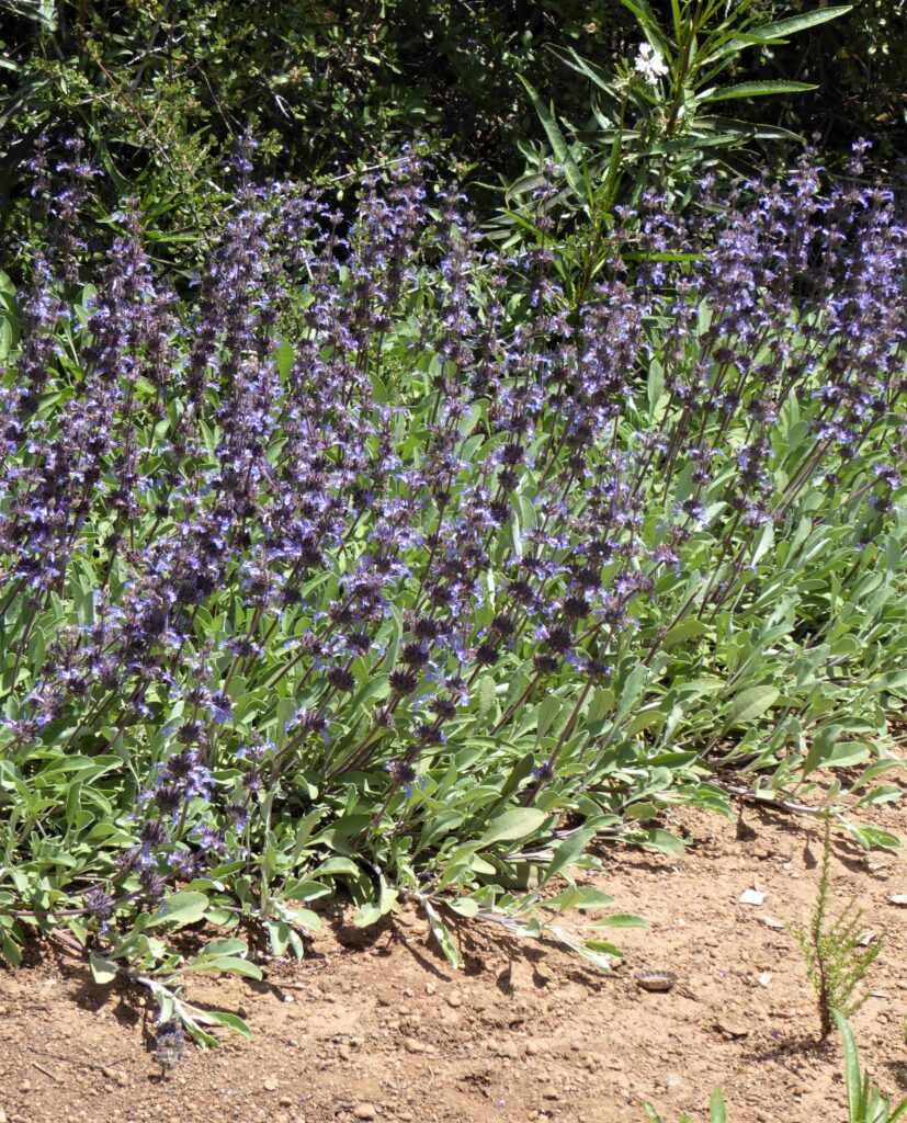 Salvia sonomensis - Sonoma sage