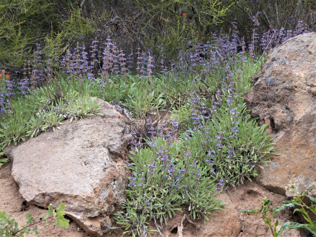 Salvia sonomensis - Sonoma sage