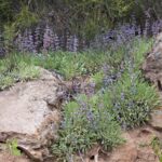 Salvia sonomensis - Sonoma sage