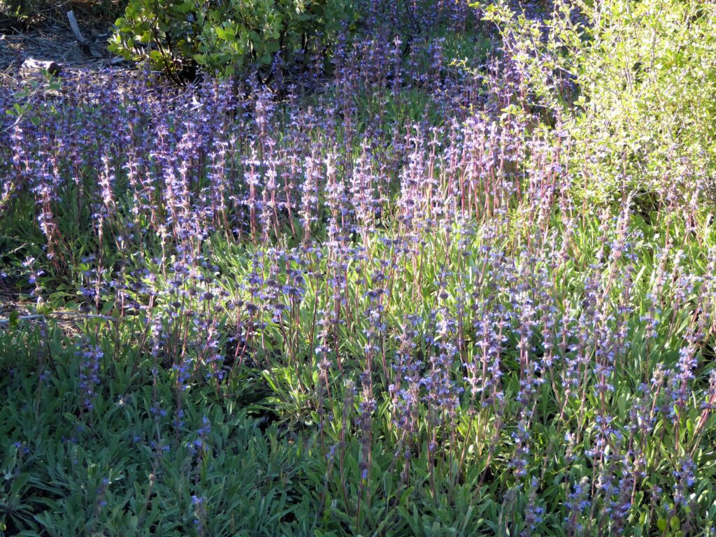 Salvia sonomensis - Sonoma sage