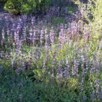 Salvia sonomensis - Sonoma sage