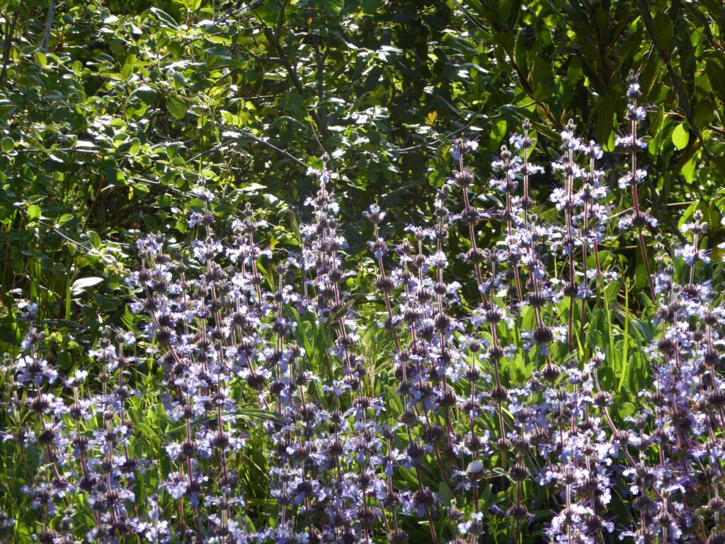 Salvia sonomensis - Sonoma sage