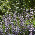 Salvia sonomensis - Sonoma sage