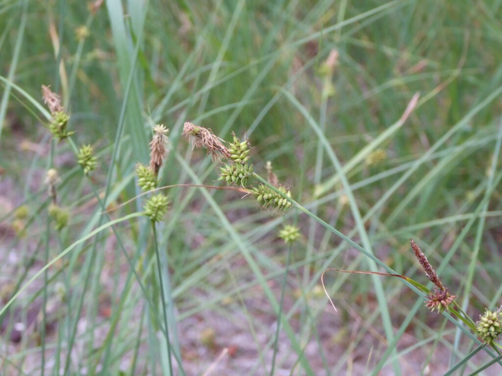 Carex serratodens - two tooth sedge