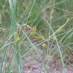 Carex serratodens - two tooth sedge