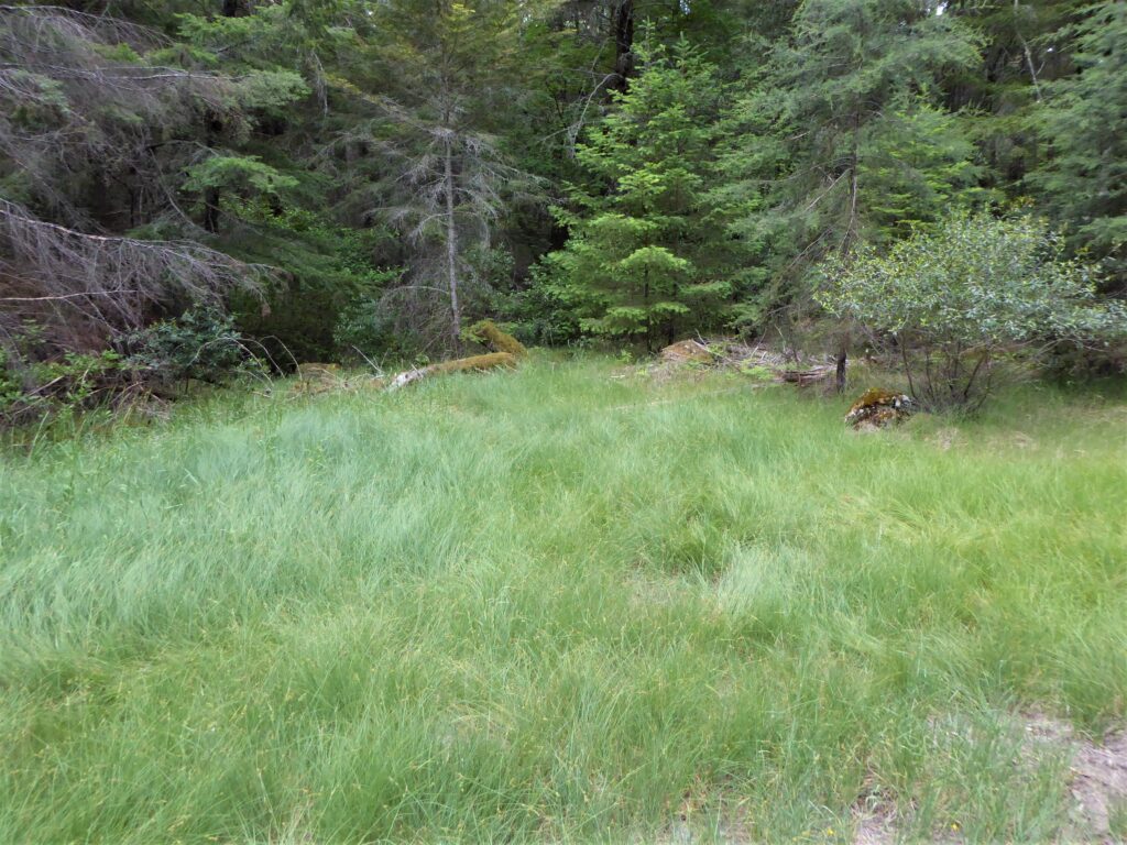 Carex serratodens - two tooth sedge