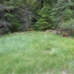 Carex serratodens - two tooth sedge