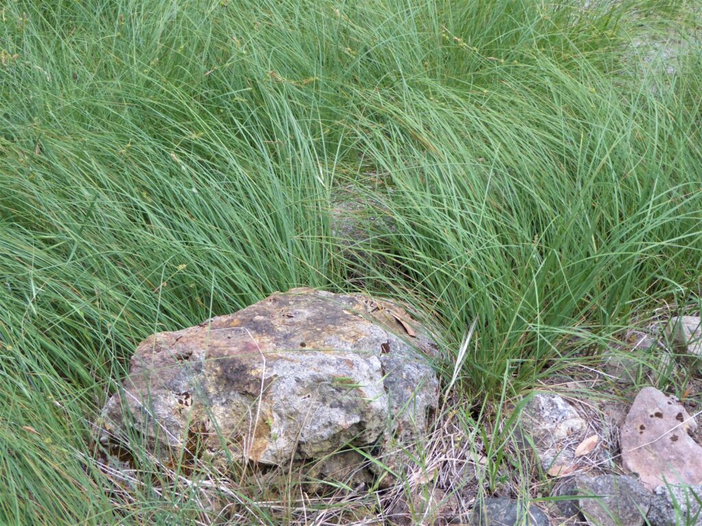 Carex serratodens - two tooth sedge