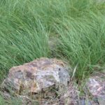 Carex serratodens - two tooth sedge