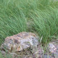 Carex serratodens