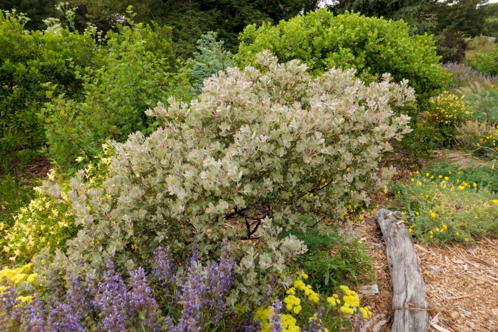 Arctostaphylos silvicola 'Ghostly' - Bonny Doon manzanita