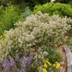 Arctostaphylos silvicola 'Ghostly' - Bonny Doon manzanita