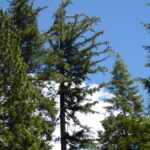 Pinus lambertiana - sugar pine