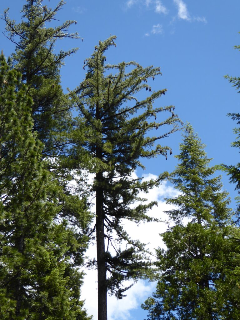 Pinus lambertiana - sugar pine