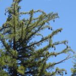Pinus lambertiana - sugar pine