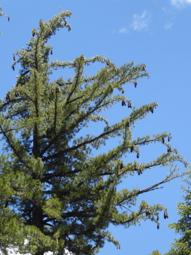 Pinus lambertiana - sugar pine