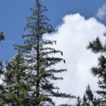 Pinus lambertiana - sugar pine