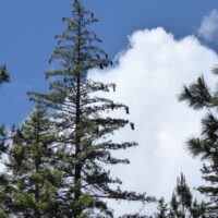Pinus lambertiana