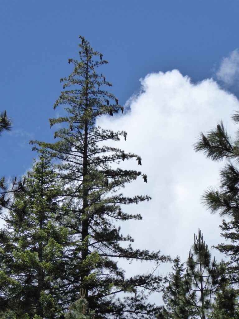 Pinus lambertiana - sugar pine