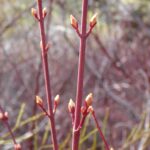 Acer glabrum - Sierra maple