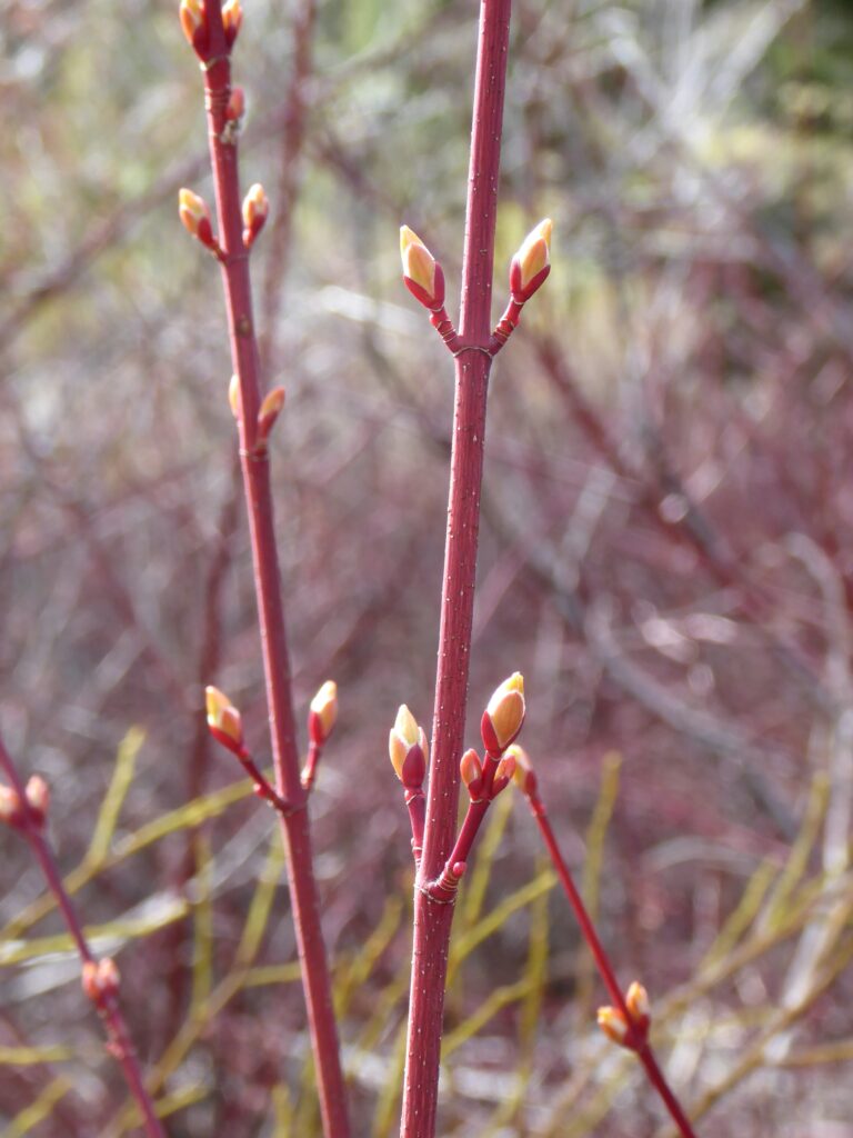 Acer glabrum - Sierra maple