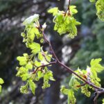Acer glabrum - Sierra maple