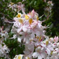 Rhododendron occidentale