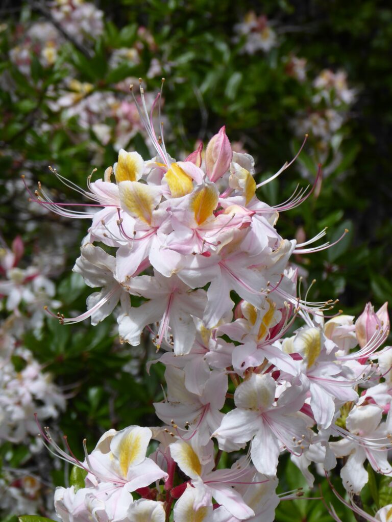 Rhododendron occidentale - western azalea