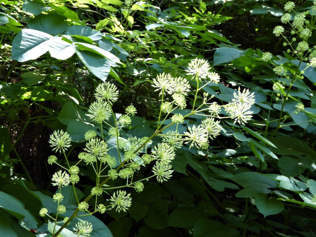 Aralia californica - elk clover, spikenard