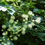 Aralia californica - elk clover, spikenard