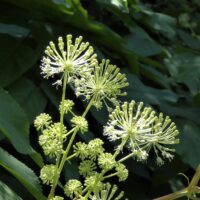 Aralia californica