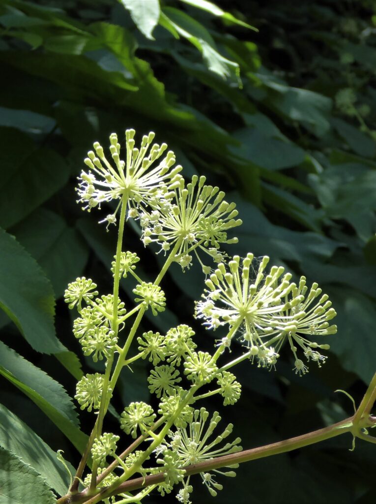 Aralia californica - elk clover, spikenard
