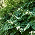 Aralia californica - elk clover, spikenard