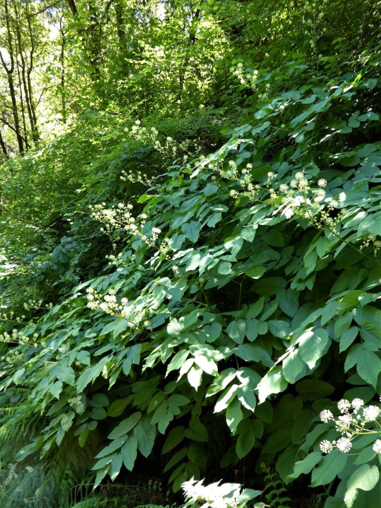 Aralia californica - elk clover, spikenard