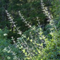 Scrophularia californica - beeplant or figwort