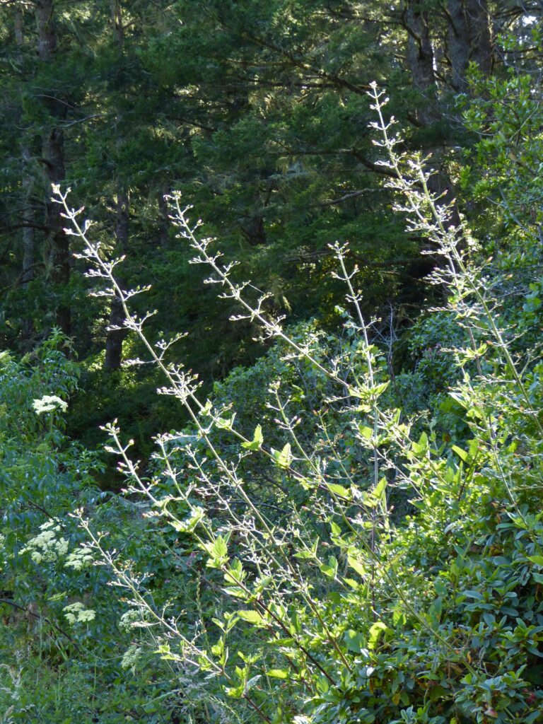 Scrophularia californica - beeplant or figwort