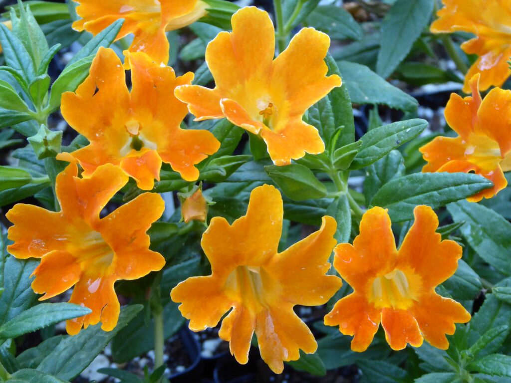Diplacus (Mimulus) 'Jelly Bean Orange' - monkeyflower