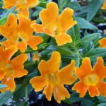 Diplacus (Mimulus) 'Jelly Bean Orange' - monkeyflower