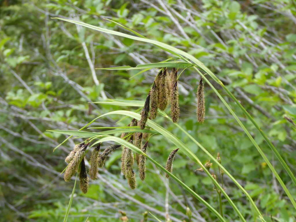 Carex mertensii - Mertens' sedge