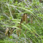 Carex mertensii - Mertens' sedge