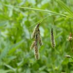 Carex mertensii - Mertens' sedge