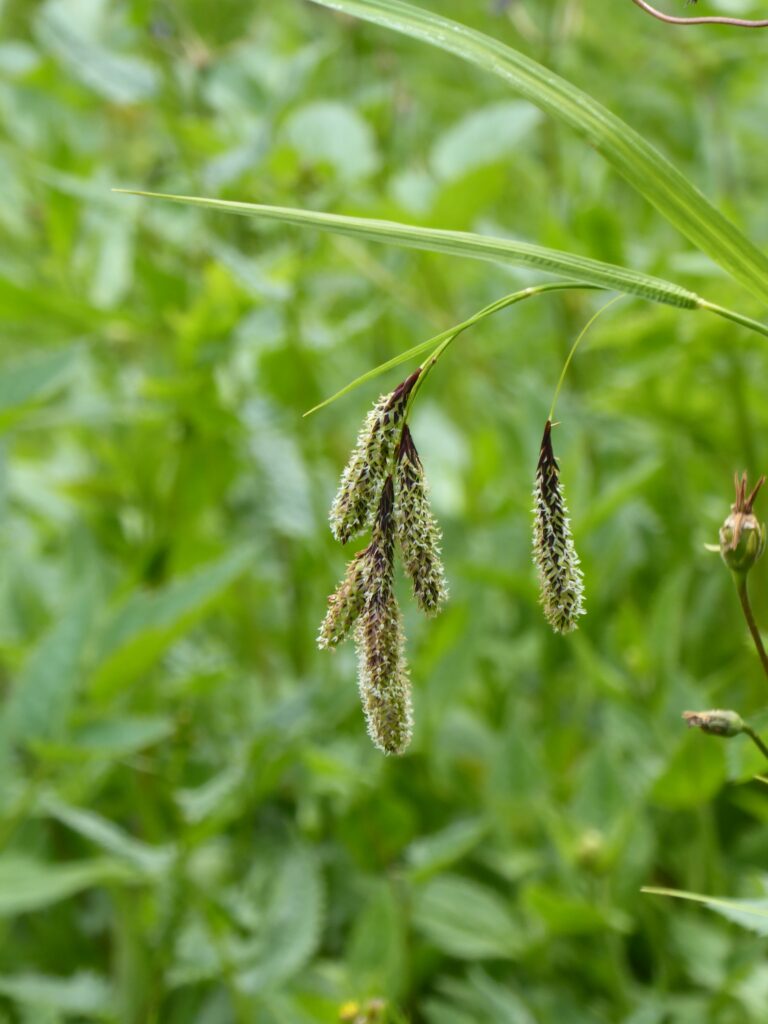 Carex mertensii - Mertens' sedge