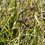 Carex obnupta - slough sedge