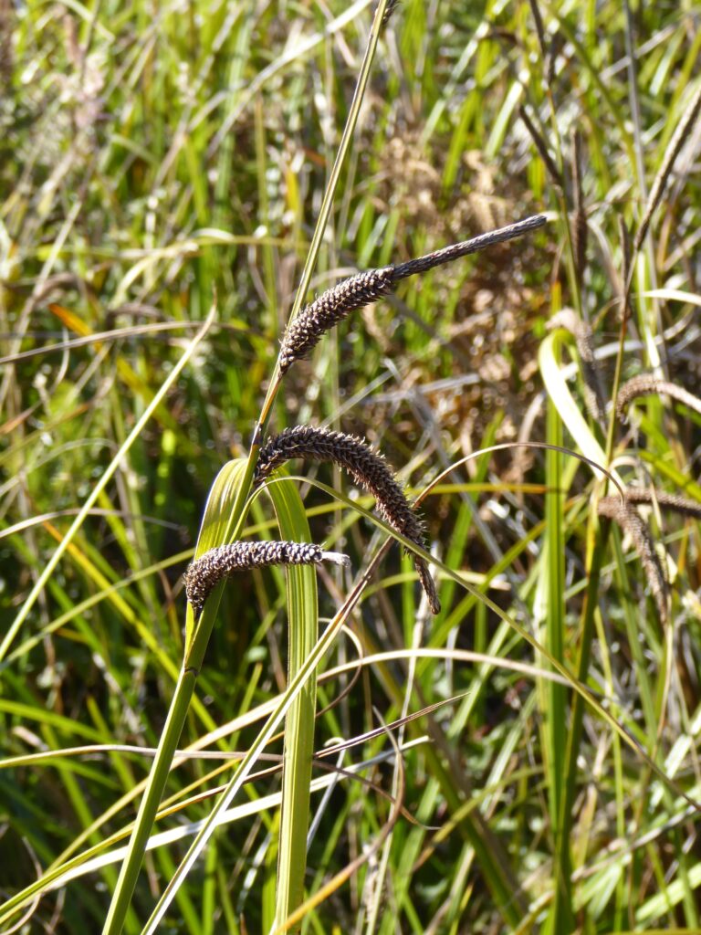Carex obnupta - slough sedge