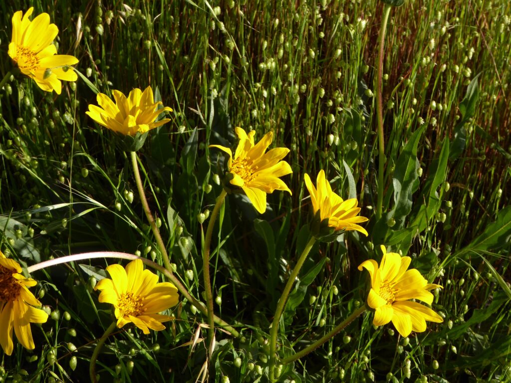 Wyethia angustifolia - narrow leaved mule ears