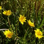 Wyethia angustifolia - narrow leaved mule ears